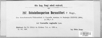 Alternaria bornmuelleri image